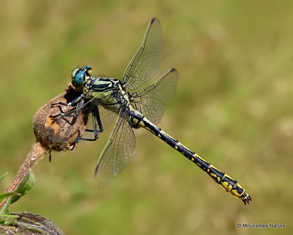 Pronged Clubtail (Gomphus graslinii) M