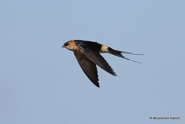 Red-rumped Swallow (Cecropis daurica) M - Trip reports - Spain