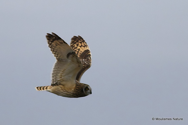 Short-eared Owl (Asio flammeus) - Trip reports - Spain