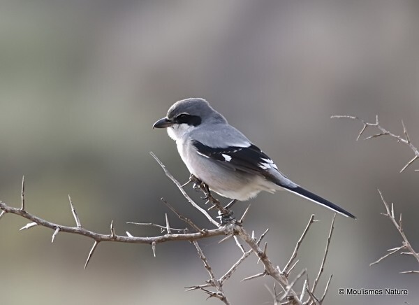 Southern Grey Shrike (Lanius meridionalis) - Trip reports - Spain