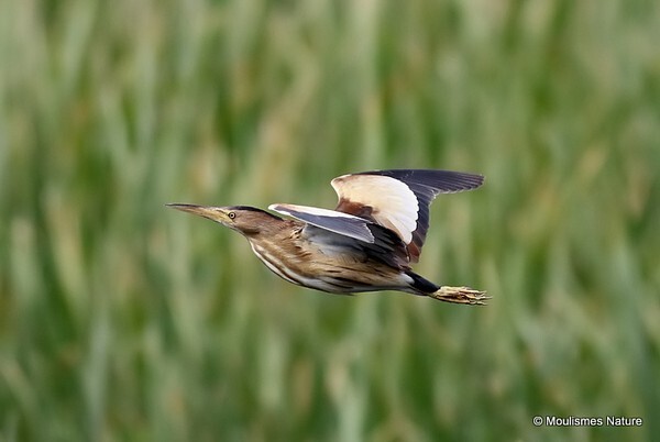 Little Bittern (Ixobrychus minutus) F - Trip reports - Spain