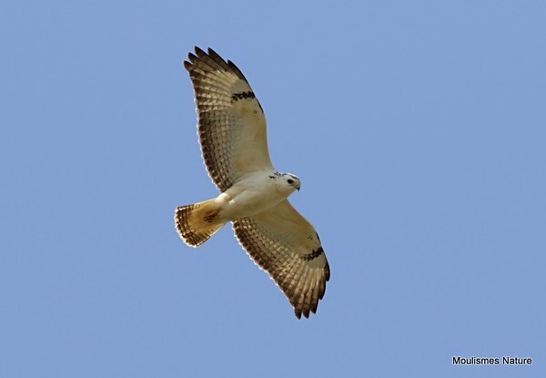 Common Buzzard (Buteo buteo) - Recent images