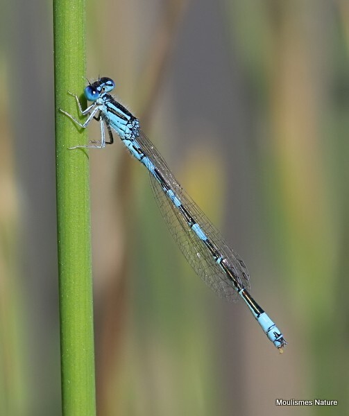 Mediterranean Bluet (Coenagrion caerulescens) M - Recent images