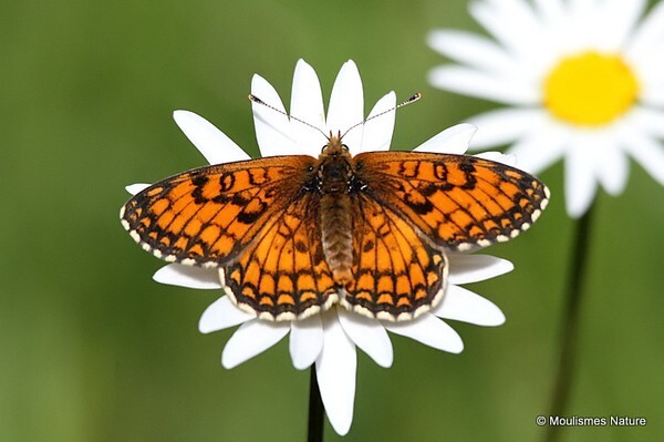 Meadow Fritillary (Mellicta parthenoides) M - Butterflies/moths