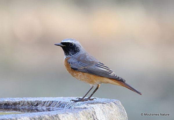 Common Redstart (Phoenicurus phoenicurus) M - Birds