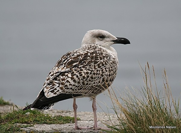 Great Black-backed Gull (Larus marinus) juv/1W - Larus gulls (France/Spain)