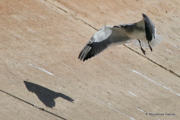 Laughing Gull (Larus atricilla) 2w - Recent images