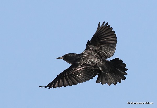 Spotless Starling (Sturnus unicolor) - Trip reports - Spain