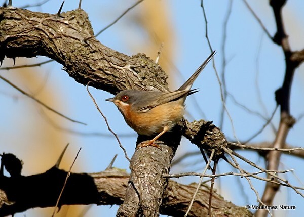 Subalpine Warbler (Sylvia cantillans) M - Trip reports - Spain