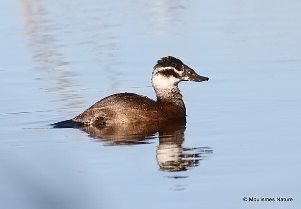 White-headed Duck (Oxyura leucocephala) type female - Trip reports - Spain