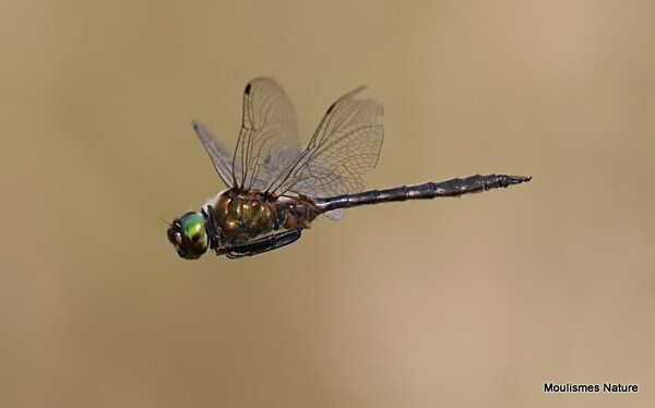 Yellow-spotted Emerald (Somatochlora flavomaculata) M - Recent images