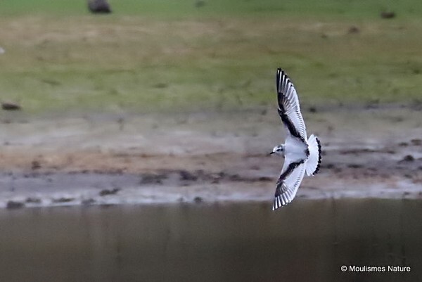 Little Gull (Larus minutus) 1W - Larus gulls (France/Spain)