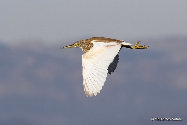 Squacco Heron (Ardeola ralloides) - Trip reports - Spain