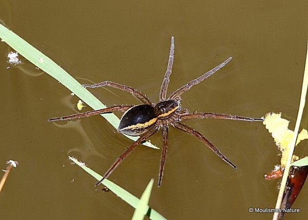 Raft /Great Raft Spider Dolomedes fimbriatus plantarius
