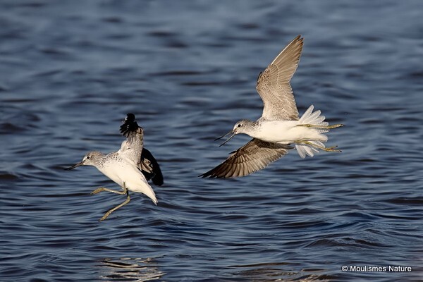 Common Greenshank (Tringa nebularia) - Trip reports - Spain