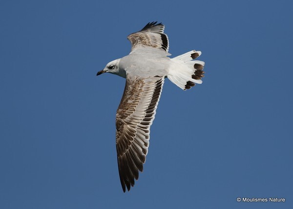 Mediterranean Gull (Larus melanocephalus) 1W - Larus gulls (France/Spain)