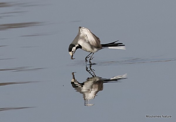 White Wagtail (Motacilla alba) M - Recent images