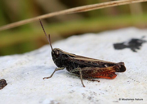 Omocestus rufipes (Woodland Grasshopper) M - Other insects