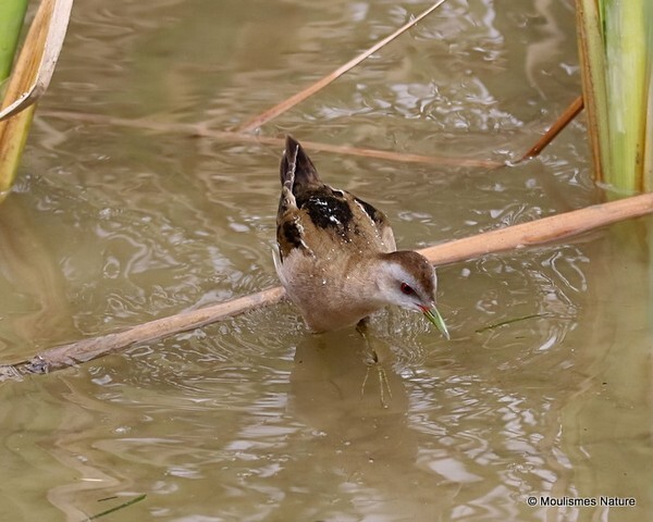 Little Crake (Porzana parva) F - Trip reports - Spain
