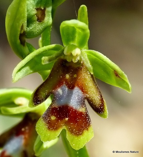 Aymonin's Orchid (Ophrys aymoninii) - Trip reports - France