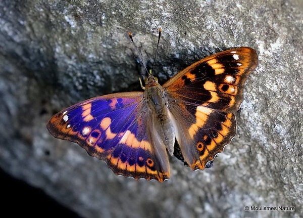 Lesser Purple Emperor Apatura ilia form clytie