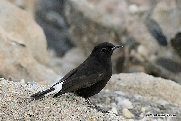 Black Wheatear (Oenanthe leucura) M - Trip reports - Spain