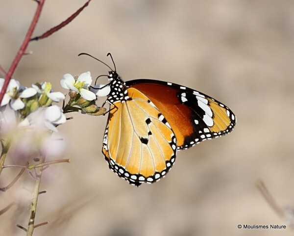 Plain Tiger (African Monarch) (Danaus chrysippus) - Trip reports - Spain