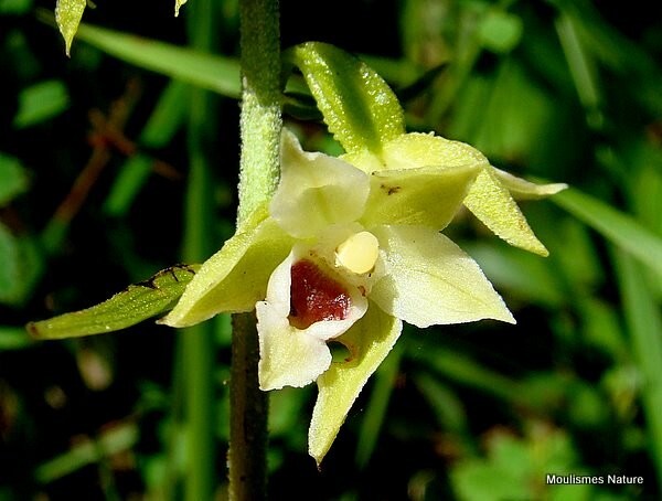 Mueller's Helleborine (Epipactis muelleri) - Orchids