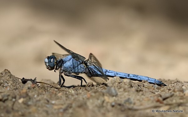 Southern Skimmer (Orthetrum brunneum) M - Odonata