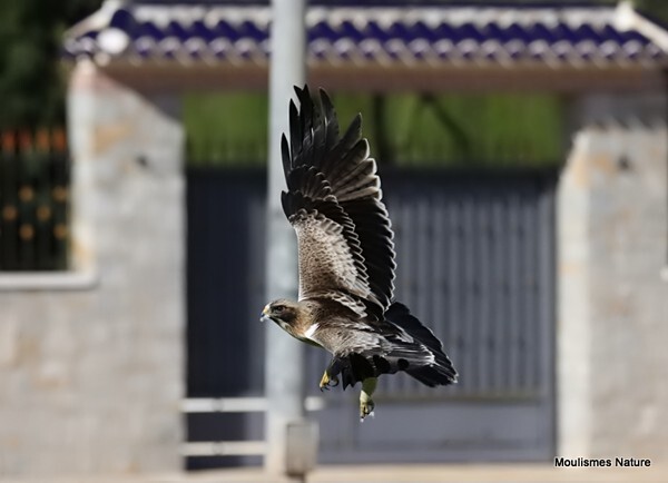 Booted Eagle (Aquila pennata) - Recent images