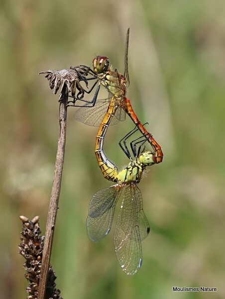 Ruddy Darter (Sympetrum sanguineum) - Recent images