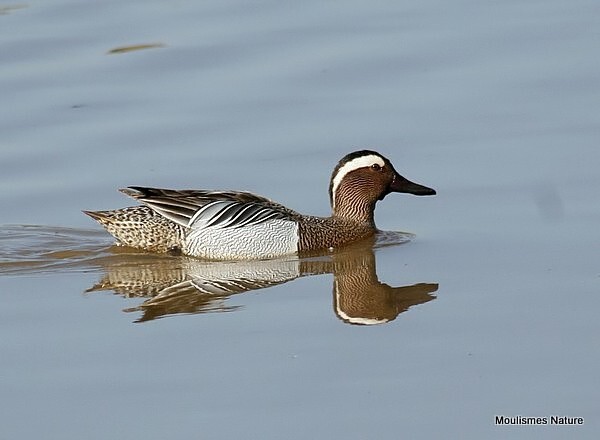 Garganey (Spatula querquedula) M - Trip reports - France