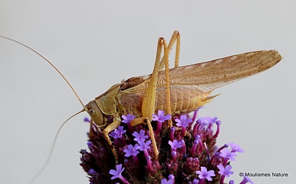 Tettigonia viridissima (Great Green Bush-cricket) M - Other insects