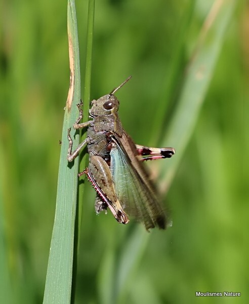 Aiolopus strepens M - Recent images