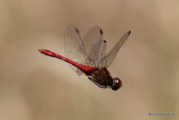 Ruddy Darter Sympetrum sanguineum male
