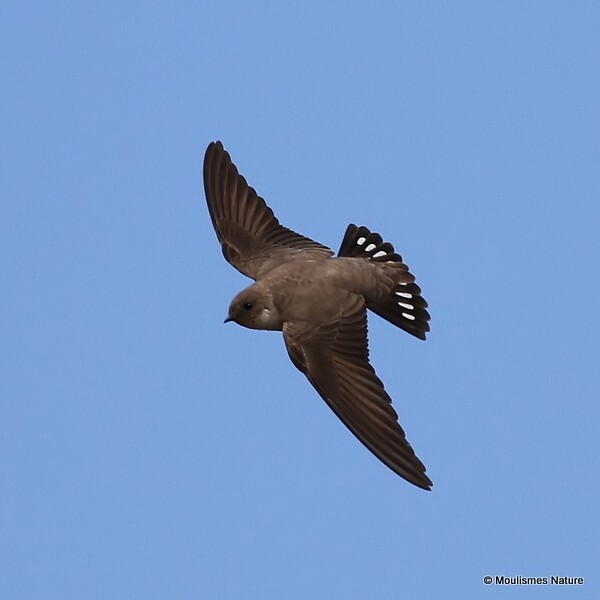 Eurasian Crag Martin (Ptyonoprogne rupestris) - Trip reports - Spain