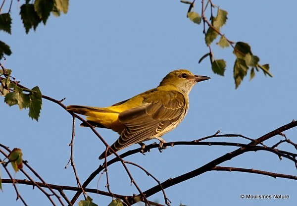 Eurasian Golden Oriole (Oriolus oriolus) juv