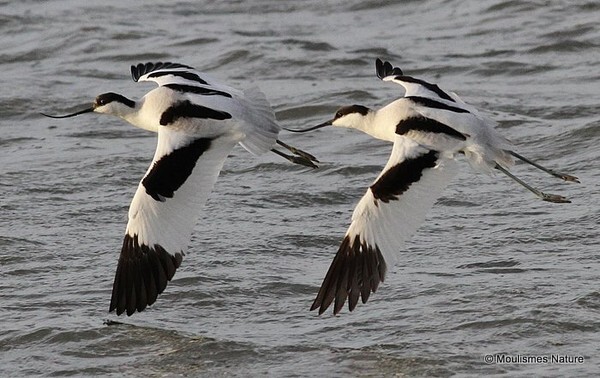 Pied Avocet (Recurvirostra avosetta) - Trip reports - Spain