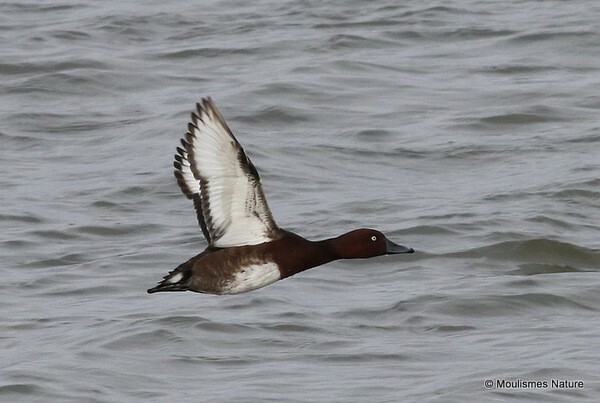 Ferruginous Duck (Aythya nyroca) M