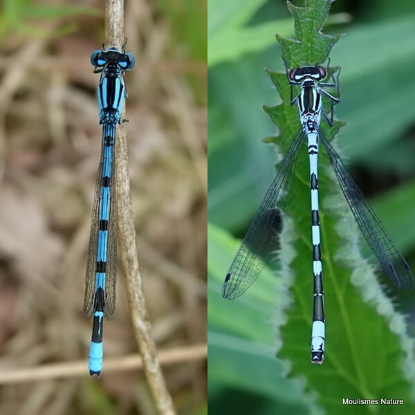Enallagma cyathigerum/Coenagrion hastulatum males - Recent images