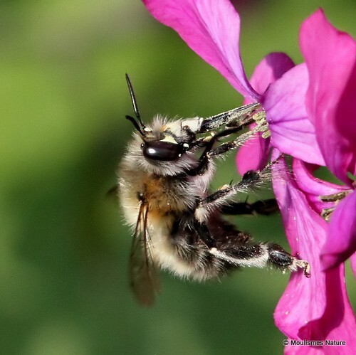 Anthophora plumipes (Hairy-Footed Flower Bee) M - Other insects