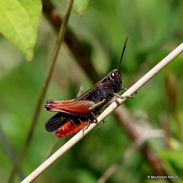 Woodland Grasshopper (Omocestus rufipes) M - Trip reports - France