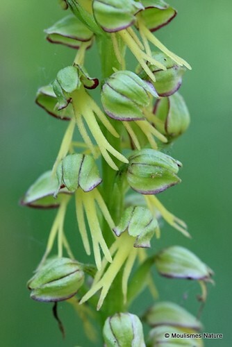 Aceras anthropophorum  Man Orchid