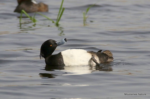 Tufted Duck (Aythya fuligula) M - Recent images