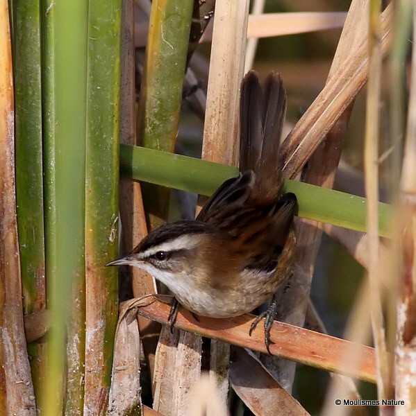 Moustached Warbler (Acrocephalus melanopogon)