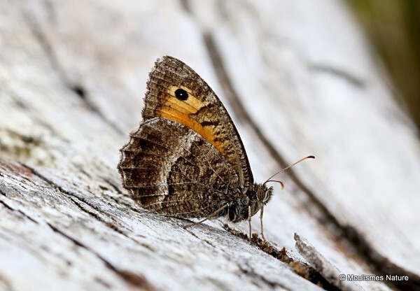 False Grayling (Arethusana arethusa) - Butterflies/moths