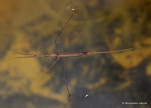 Ranatra linearis (Water Stick Insect) - Other insects