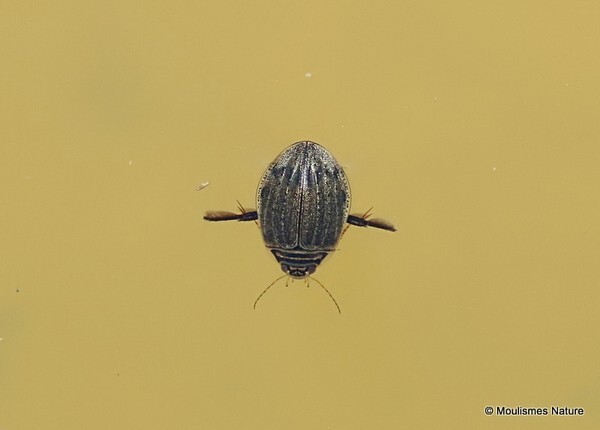 Lesser Diving Beetle Acilius sulcatus female