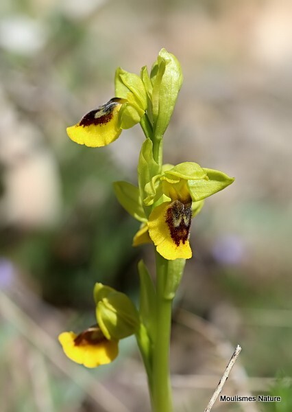 Yellow Bee Orchid (Ophrys lutea) - Recent images