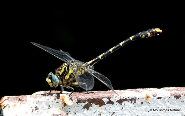 Blue-eyed Hooktail (Onychogomphus uncatus) M - Odonata